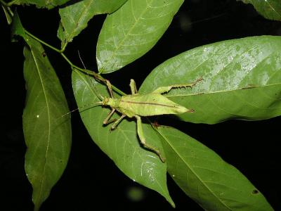 stick insect