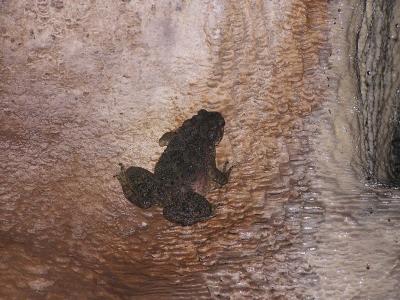 i think this be a cave toad =)