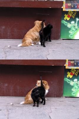 this cat's getting fresh with the dog, but the dog's having none of it.