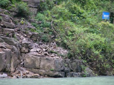 Monkeys of the Three Little Gorges