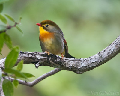 Red-billed Leiothrix