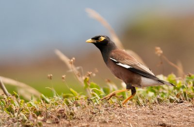 Myna