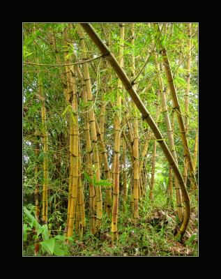 Maui Twin Falls bamboo