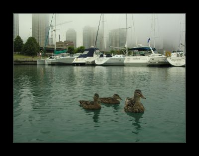 Harbor Ducks