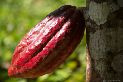 Rainforest Cacao