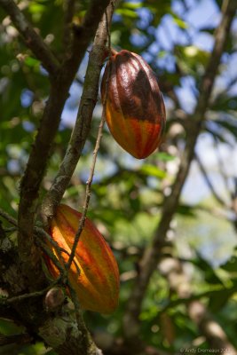 Rainforest Cacao