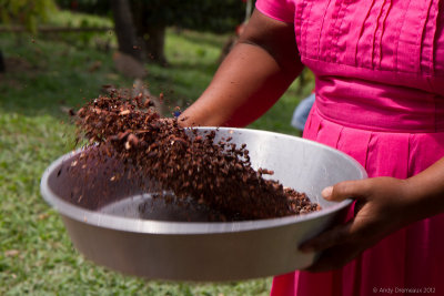 Traditional Cocoa Production: Sifting out the shells