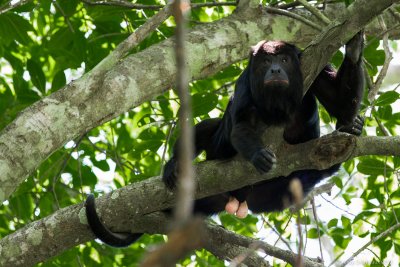 Howler Monkey