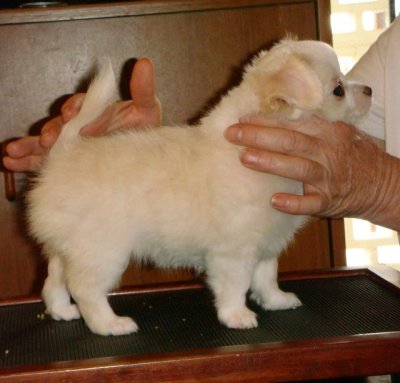 Mia Girly-8.5 weeks old
