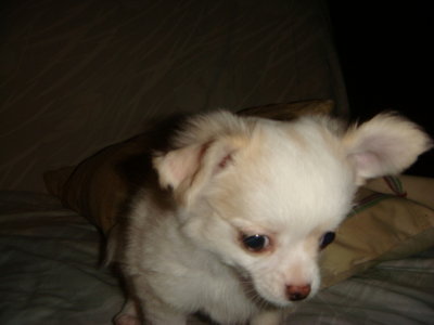 Mia- 9 Weeks old