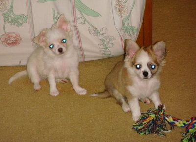 Mia and Indy-10 + Weeks old
