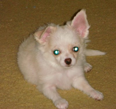 Mia-10 Weeks old