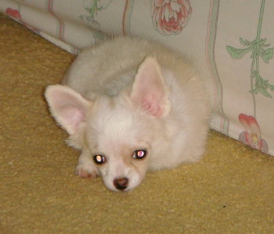 Mia-11 Weeks old