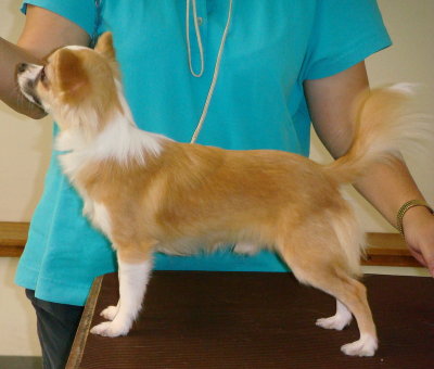 Indy-9 months old
