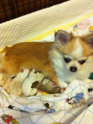 Good Mommy and pups