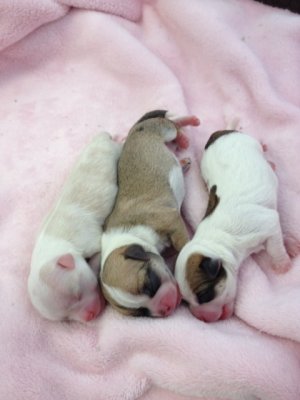 3 male pups by c-section