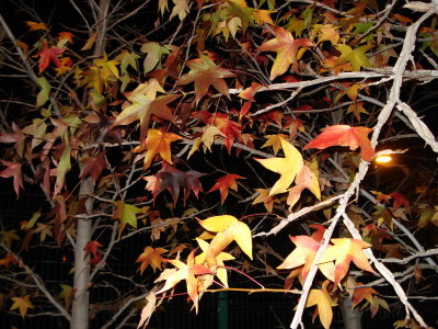 Maple Leaves on the Street