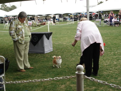 Reserve Winner's Dog