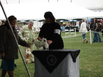 Winner's Dog