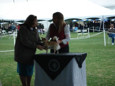 TOY DOG BREEDERS OF SOUTHERN CALIFORNIA, INDIO, CA