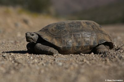 JZ7A3447 (Desert Tortoise - Mojave)