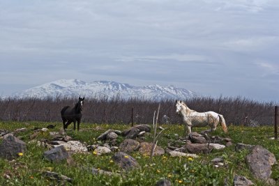 Mt. Hermon. North Israel.