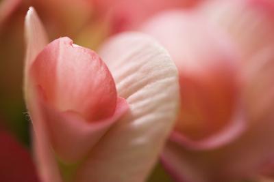 g4/35/385235/3/59195147.delicatebegonia.jpg