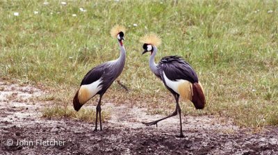 Crowned Cranes