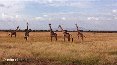 Five Giraffes
