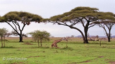 Giraffe Sitting among Trees