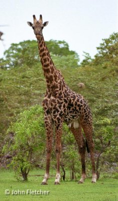 Giraffe