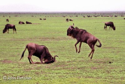 Wildebeest Playing