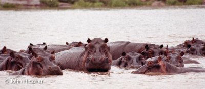 Hippos in Rufigi River