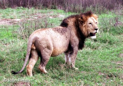 Mature Male Lion