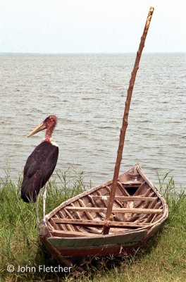 Marabou Stork & Boat