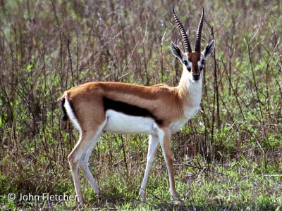 Thomson's Gazelle