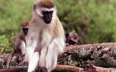 Vervet Monkeys