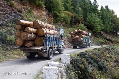 Large Logs