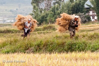 Bringing in the Harvest