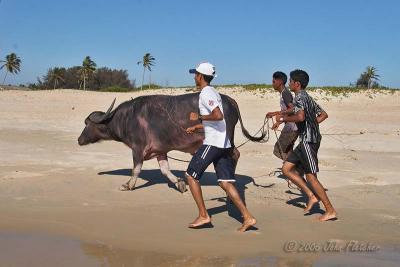 Jogging with Water Buffalo I