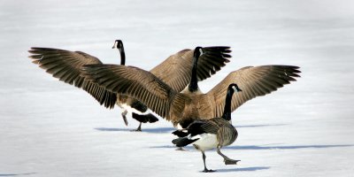 IslandLake_0019_web.jpg