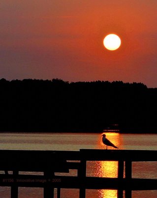 IMG_1156.jpg