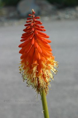 IMG_1221.jpg