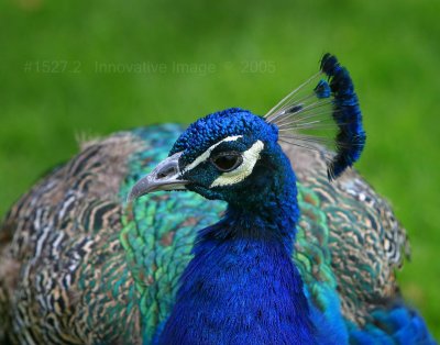 IMG_1527.2.jpg