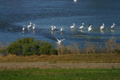 IMG_1803.jpg