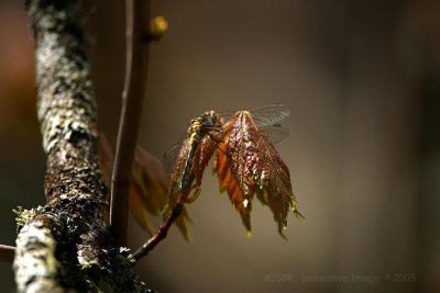 IMG_2588.jpg