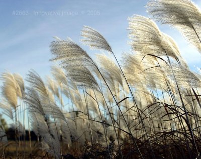 IMG_2663.jpg