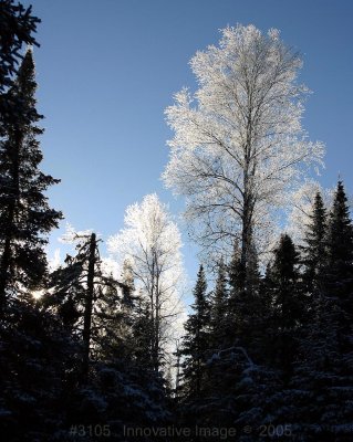 IMG_3105.jpg