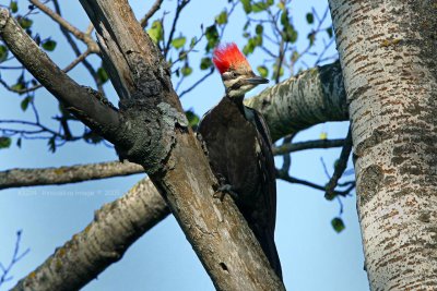 IMG_3234.jpg