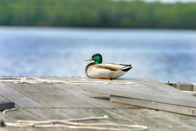 IMG_3904.jpg